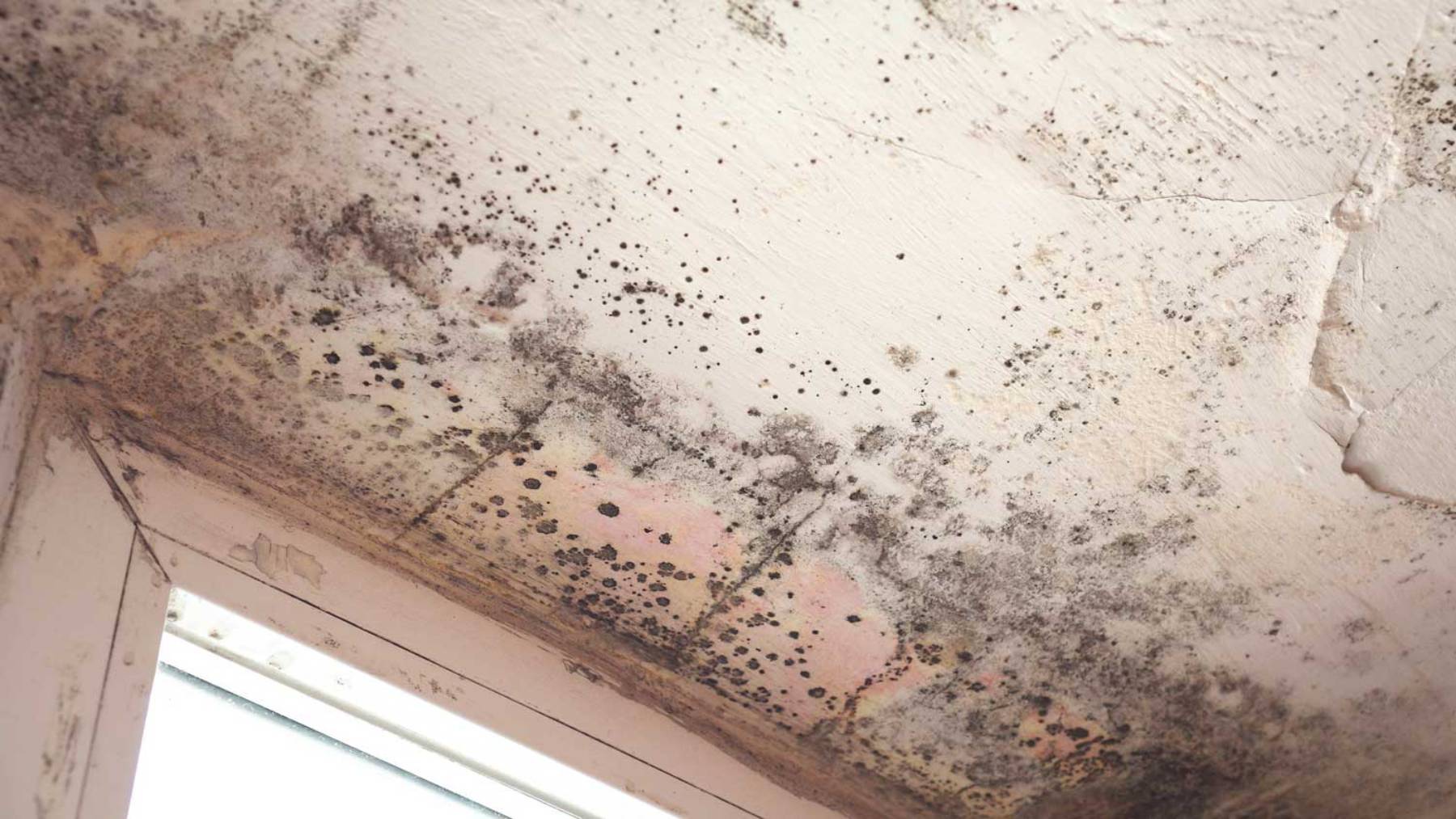mold and air quality inspection